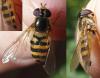 Epistrophe nitidicollis